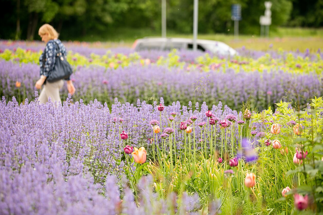 Gėlynas Vilniuje, Santariškėse