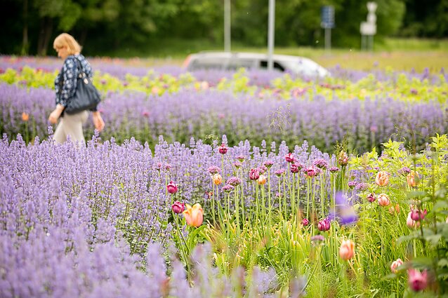 Gėlynas Vilniuje, Santariškėse