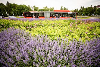 Gėlynas Vilniuje, Santariškėse