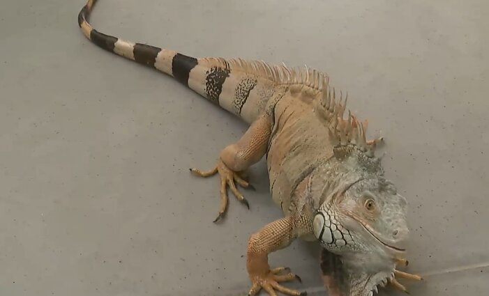 Išskirtinė kolegė biure – iguana Danguolė: po karantino žmonės į darbą vis dažniau atsiveda augintinius