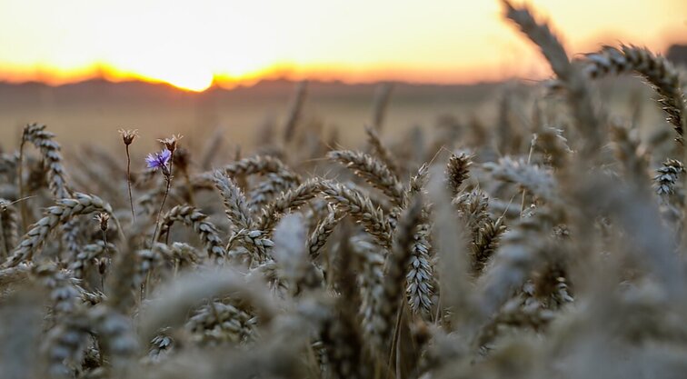 Žinios. Ukraina susitarė dėl dviejų grūdų eksporto maršrutų: jie bus gabenami per Lenkiją ir Rumuniją