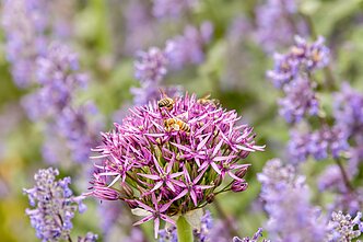 Gėlynas Vilniuje, Santariškėse