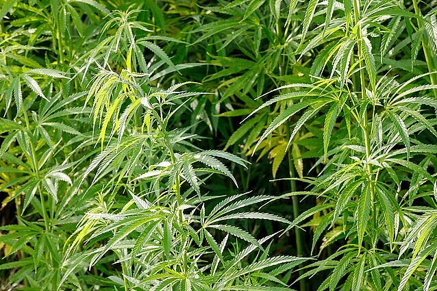 Maisto produktai iš pluoštinių kanapių su CBD: kol kas nėra įrodymų dėl jų saugos