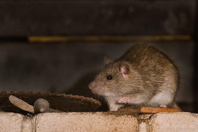 Seime – siūlymas apriboti prekybą žiurknuodžiais: specialistai sako, kad draudimai netinkamo nuodų naudojimo nepažabos