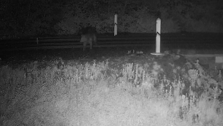 Iš Baltarusijos į Lietuvos teritoriją atpėdino meška: išsigandusi pasieniečių spruko atgal