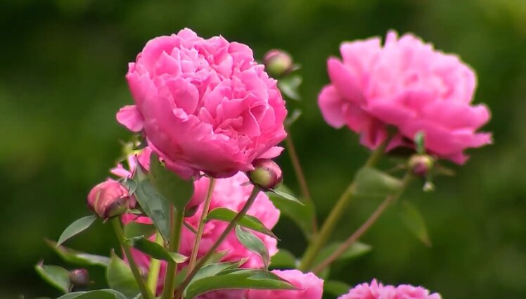 Bijūnų žydėjimo įkarštis: VDU botanikos sode – įvairiausių spalvų, dydžių ir aukščio žiedai