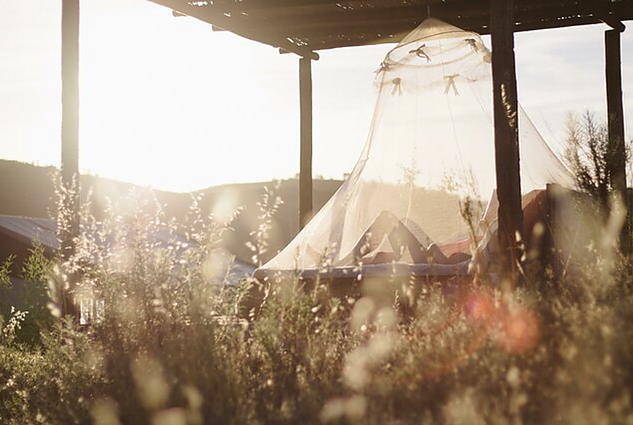 Labas rytas, Lietuva! Šeštadienis I d. Kaip atbaidyti uodus: natūralios priemonės veikia trumpai