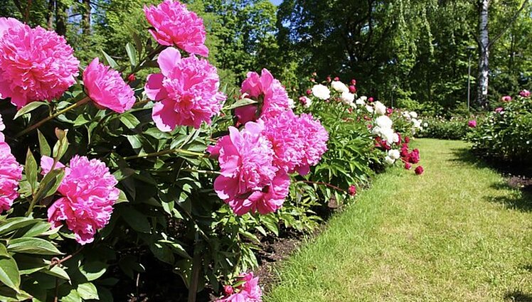 Labas rytas, Lietuva II d. VU botanikos sode lankytojus džiugina daugiau nei 300 skirtingų bijūnų veislių