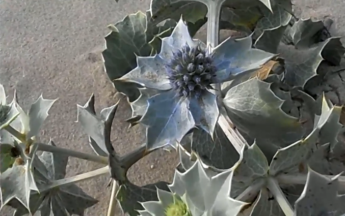 Kopų puošmena – pajūrinė zunda: gamtininkas įspėja – sumaniusiems iškasti augalą gresia milžiniška bauda