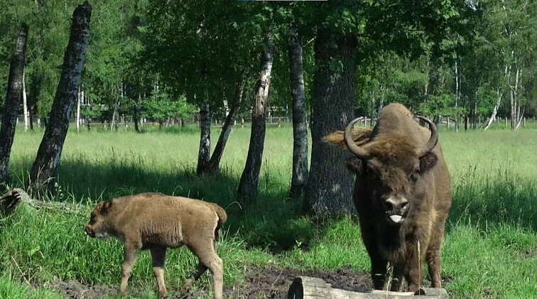 Panevėžio rajone auginamų ir globojamų stumbrų populiacija atsigauna, bet gyvenimo laisvėje ateitis išlieka miglota