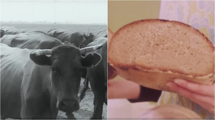 (Pra)rasta karta. Kolūkių „gėrio burbulas“: karvės, šertos duonos kepalais, gyvendavo geriau, nei vidutiniai kolchozininkai