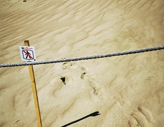 Curonian Spit dunes