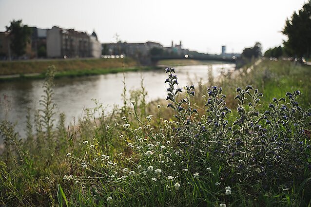 Dėl Vilniaus pievų parlamentaras kreipėsi į prokuratūrą: sako, kad vejos kelia riziką eismo dalyviams