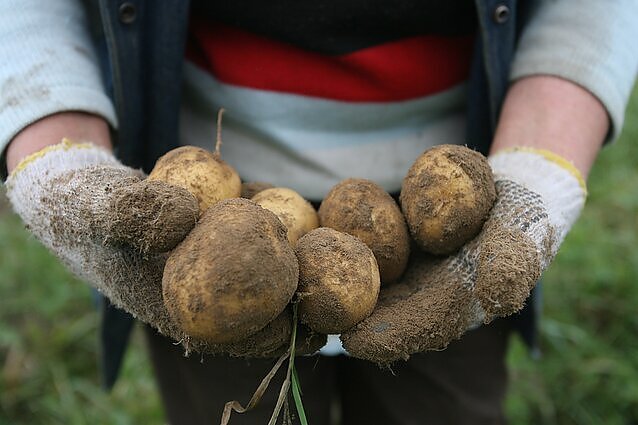 Panorama. Prognozuojama, kad dėl nepalankių orų daržovių kainos šiemet bus didesnės (su vertimu į gestų k.)