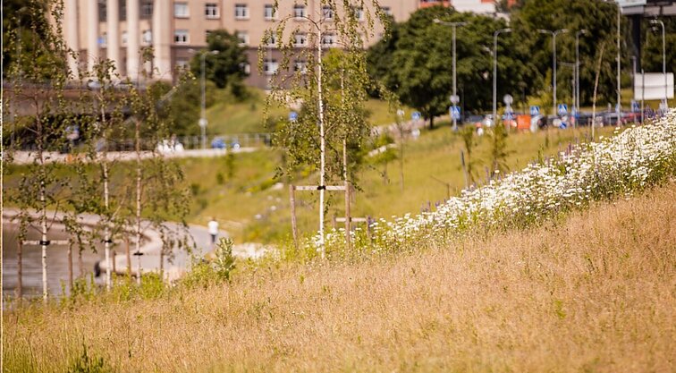 Žinios. Vilnius pradeda šienauti nužydėjusias pievas