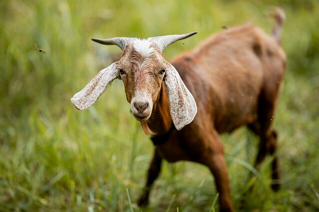 Manhatane – ožkos vietoj žoliapjovės: joms ne problema net statūs upės krantai