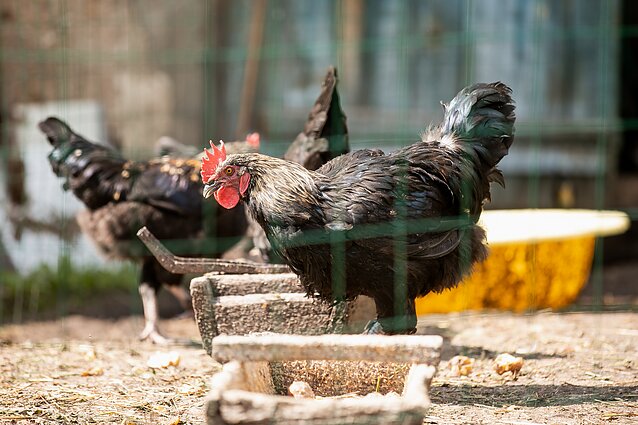 Panorama. Žemės ūkio strateginis penkmečio planas – be tiesioginės paramos kiaulininkystės, paukštienos ir kiaušinių sektoriams