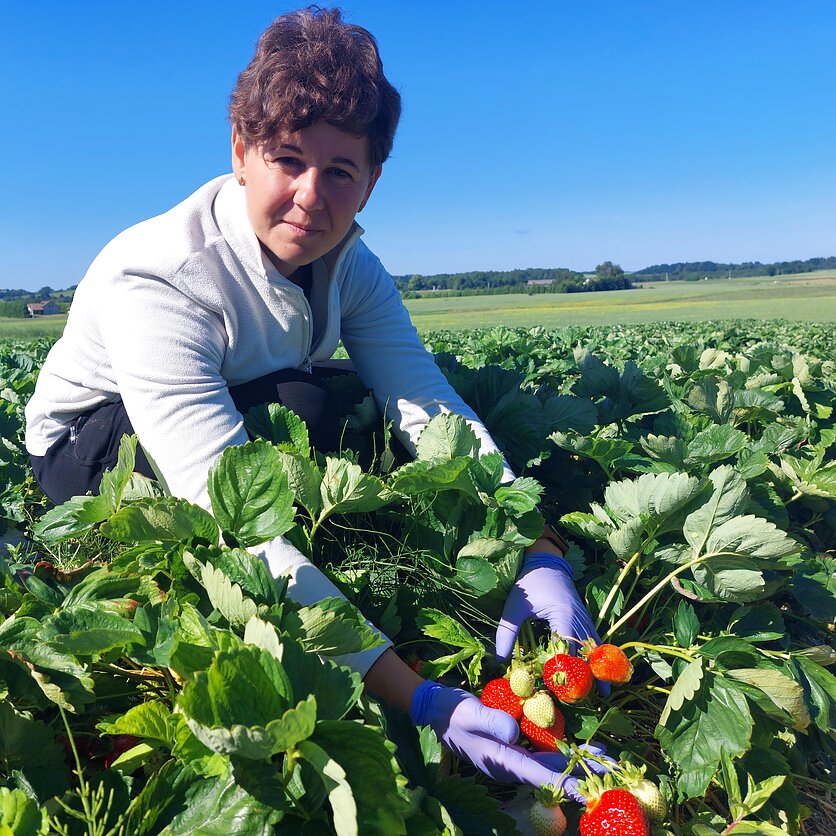 Arvydas Urba, Kelmės rajono braškių augintoja Erika Skrodenė