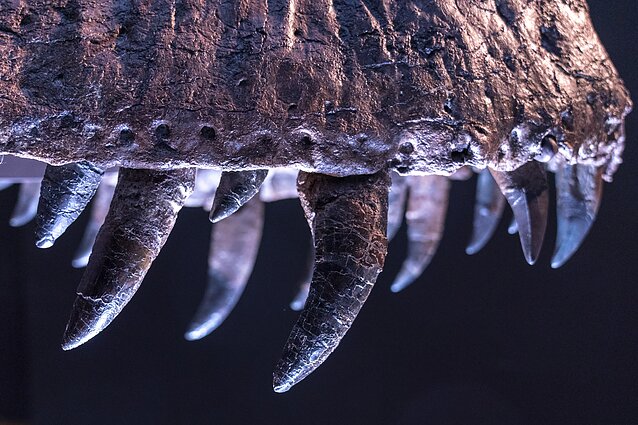 Tiranozauras