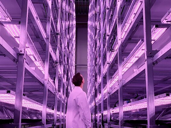 Вертикальная ферма 