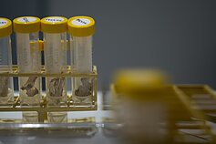 Laboratorija / Asociatyvi nuotr. 