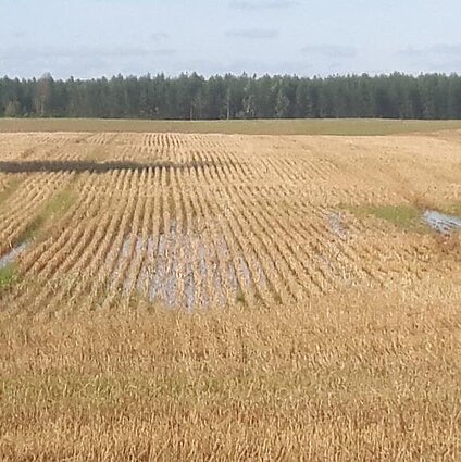Gimtoji žemė. Pakruojo rajone liūtys niokoja pasėlius.