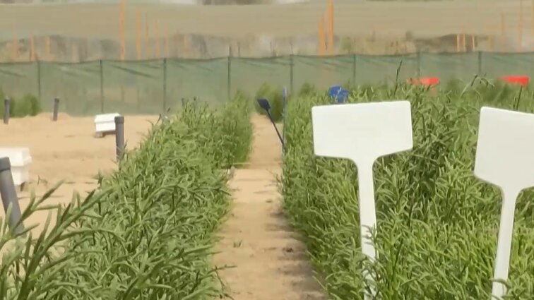 JAE populiarėja į smidrus panaši salikornija: manoma, kad augalas ateityje gali pakeisti druską