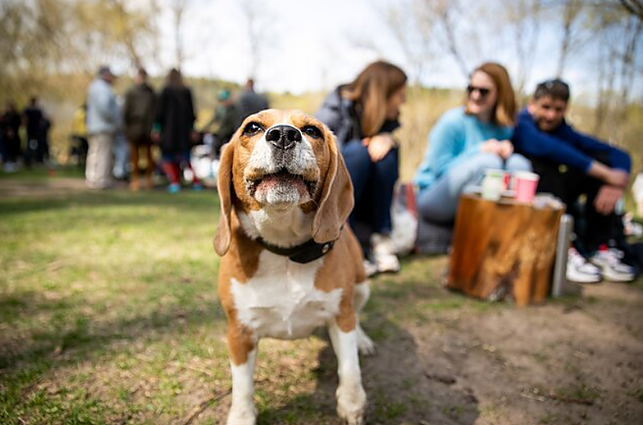Labas rytas, Lietuva II d. Psichologė: augintiniai moko atsakomybės, nes naminis gyvūnas pats savimi nepasirūpins