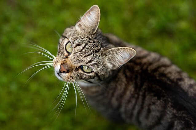 Čepulis apie tai, kad naminės katės priskirtos invazinėms rūšims: tai gyvūnas, kuris padaro daug žalos