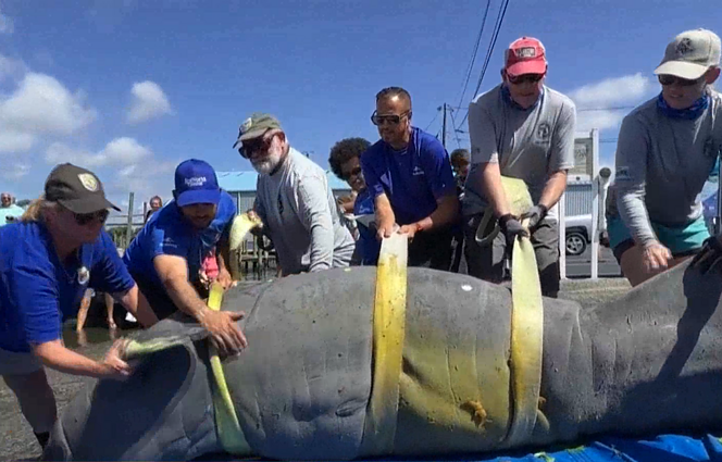Sėkminga gelbėjimo misija: į laisvę paleistas kelis šimtus kilogramų sveriantis lamantinas