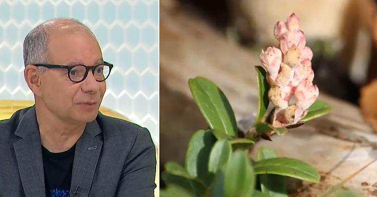 Gamtininko patarimai bruknių derliaus rinkėjams: keisti dariniai ant augalo nebūtinai kenkia uogoms