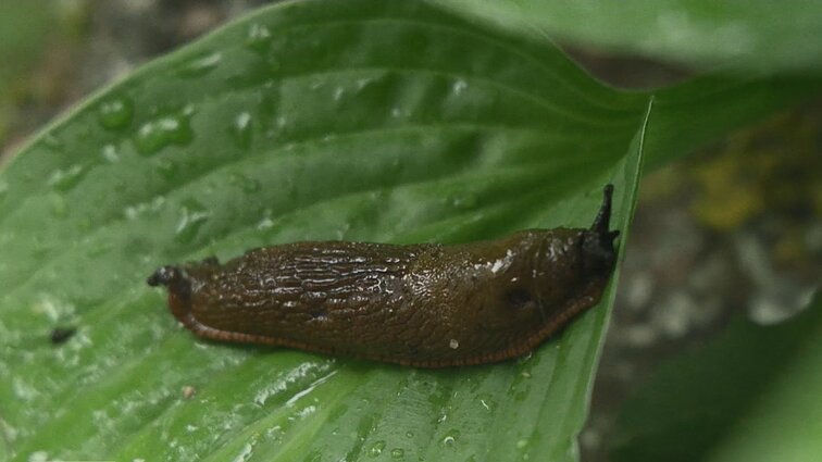 Luzitaninis arionas – galvos skausmas sode: naikinti šliužą gali tekti ir kelis sezonus