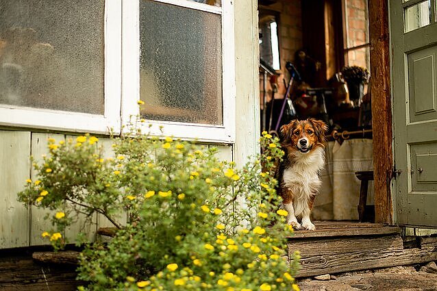 Grilio vakarėlis su keturkoju: specialistė įvardijo, kurie užkandžiai augintiniams gali būti itin pavojingi