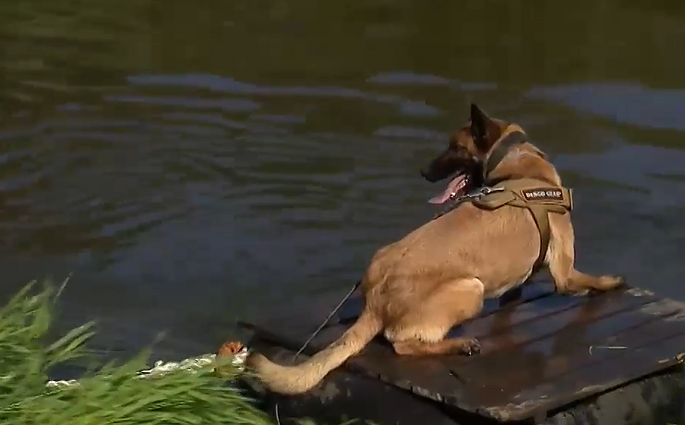 Biatlono su šunimis varžybos: pramoga ne tik tarnybiniams šunims, bet ir civilių augintiniams