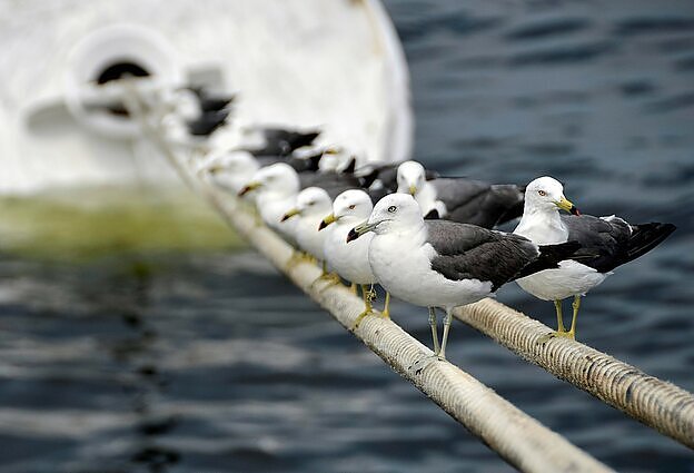 Pajūryje sutinkame ir kirų, ir žuvėdrų – kaip jų nemaišyti?