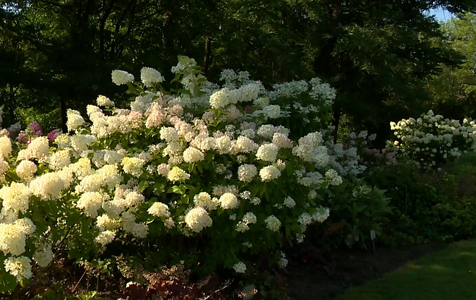Didžiausia Baltijos šalyse hortenzijų kolekcija: šįmet joje galima pasigrožėti šiurkščiąja hortenzija