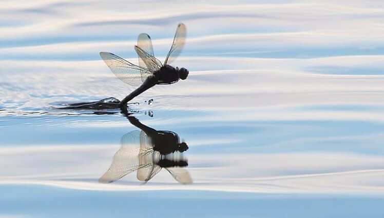 Spalvingieji laumžirgiai: dauguma nežino, kad šie vabzdžiai – įnirtingi plėšrūnai, pagaunantys net mažas žuveles