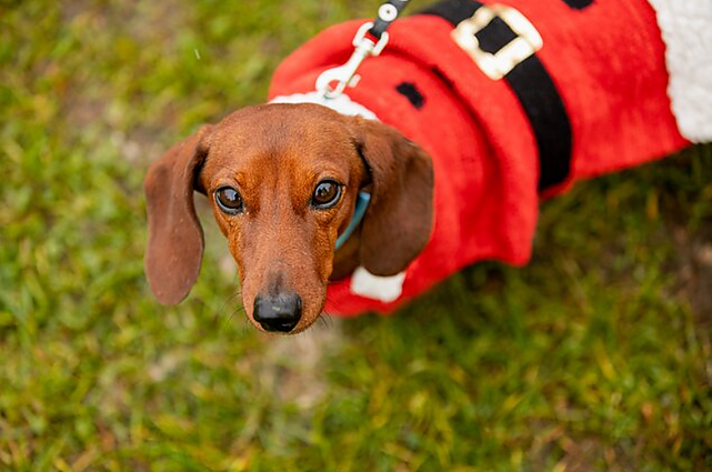 Vingio parke – galimybė dieną praleisti linksmai su augintiniais: žmonės atsiveda ne tik šunis