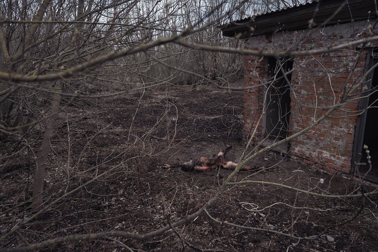The corpse of a Russian soldier, half-eaten by pigs on a farm, lies in a village outside Chernihiv.