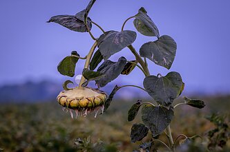 Drought (associative image)