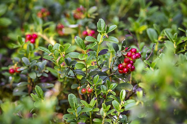 Lingonberries 