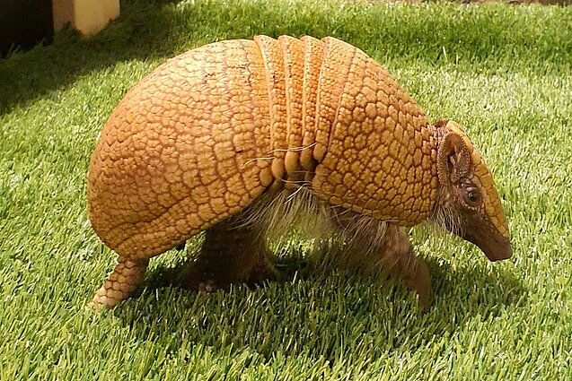 Naujas gyventojas Vilniaus zoologijos sode Naujas gyventojas Vilniaus zoologijos sode