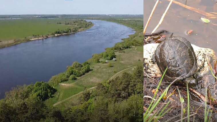 Pradėk nuo savęs. Kodėl vandens telkiniams reikalingi vėžliai bei pasivaikščiojimas po Rambyno regioninį parką