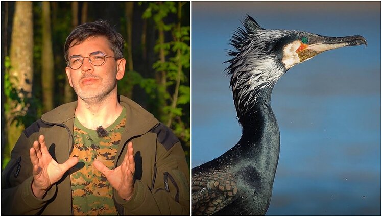 Gamtininko užrašai. Čepulis griauna mitus apie kormoranus: jie nėra invazinė rūšis, tam tikra prasme turėtume jiems dėkoti