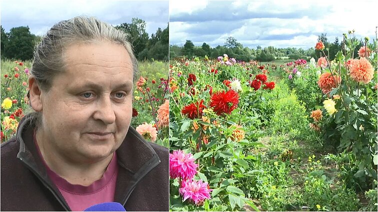 Virginijos darže – 1300 jurginų kolekcija: veisles sukuria ir pati, o pavadinimus suteikia tik lietuviškus