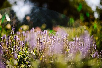 Laukai, asociatyvi nuotr. 