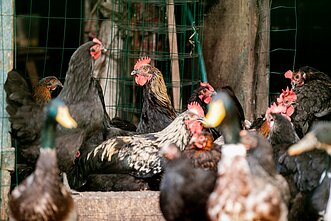 Chickens