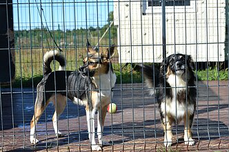 Gyvūnų prieglauda, asociatyvi nuotr.