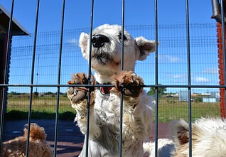 Dog shelter (associative image)