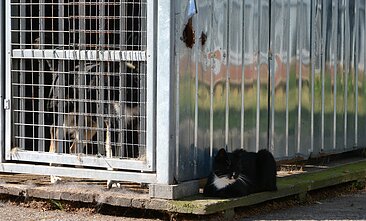 Gyvūnų prieglauda, asociatyvi nuotr.
